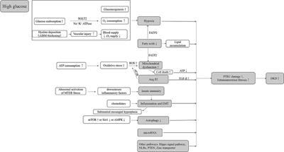 Update on the Mechanisms of Tubular Cell Injury in Diabetic Kidney Disease